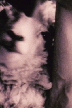 Martin (2004)