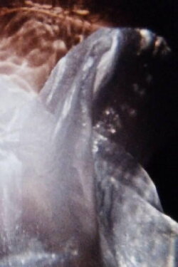 Maternal Filigree (1980) Maternal Filigree (1980)