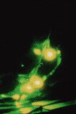 Matters of Bioluminescence (2013) Matters of Bioluminescence (2013)