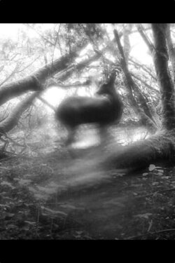 Meadows Wait, Mist Diffuses (2024)