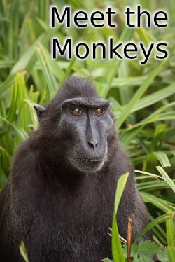 Meet the Monkeys (2013)