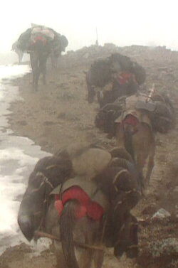 Men and Women in Gada Village (1997) Men and Women in Gada Village (1997)