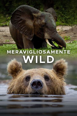 Meravigliosamente wild (2022) Meravigliosamente wild (2022)