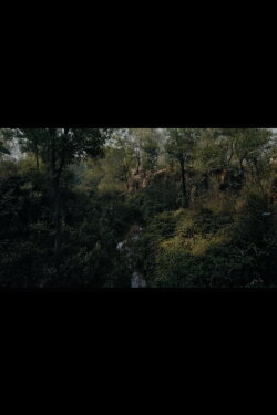 Message of the Forest. Towards 'O Horizon' (2018)