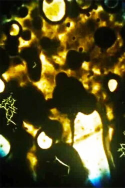 Microbes (1990)