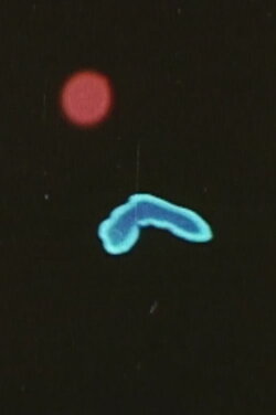Migration (2005)