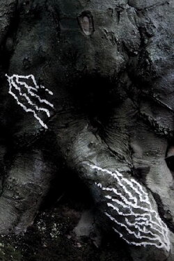 Mikoryzator (2016)