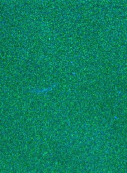 Minnesota Landscape (1997)