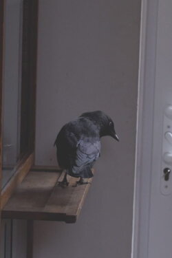 Mirror Test (2020) Mirror Test (2020)