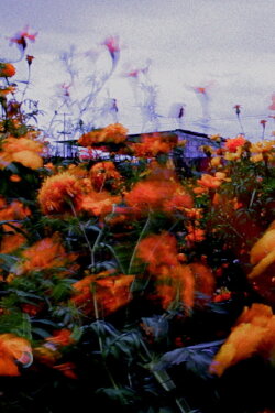 Monet (2022) Monet (2022)