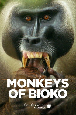 Monkeys of Bioko (2020)