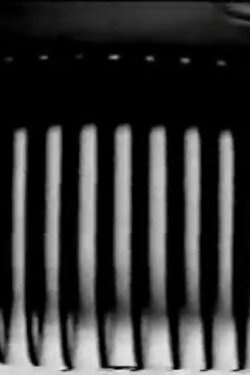 Morfas (1981) Morfas (1981)