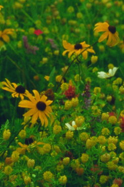 Mountain Wildflowers (2024) Mountain Wildflowers (2024)
