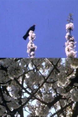 Mourning Garden Blackbird (1984) Mourning Garden Blackbird (1984)