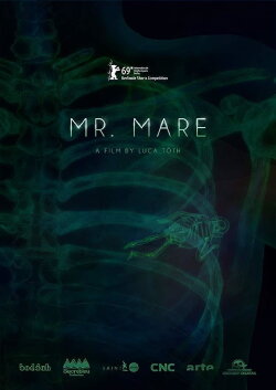 Mr. Mare (2019) Mr. Mare (2019)