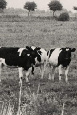 Muhkuh (1968)