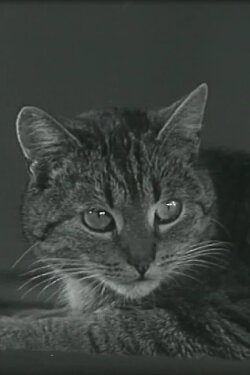 Muskarin-Vergiftung und ihre Beseitigung durch Atropin bei der Katze (1941) Muskarin-Vergiftung und ihre Beseitigung durch Atropin bei der Katze (1941)