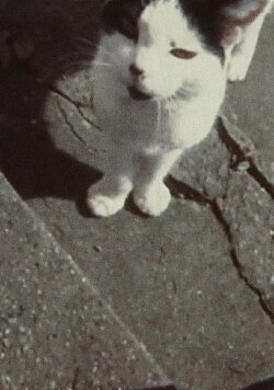 My Cat, My Garden, and 9/11 (2001) My Cat, My Garden, and 9/11 (2001)