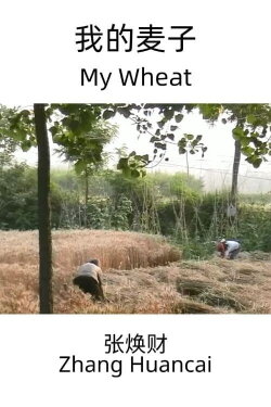 My Wheat (2022)