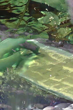 MyCelium Systems (2021) MyCelium Systems (2021)