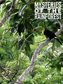 Mysteries of the Rainforest (2017)