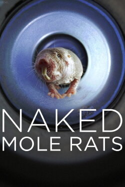 Naked Mole Rats (2019) Naked Mole Rats (2019)