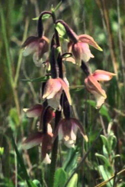 National Parks.... Necessity (1978) National Parks.... Necessity (1978)
