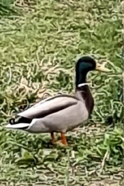 nature film (2023) nature film (2023)