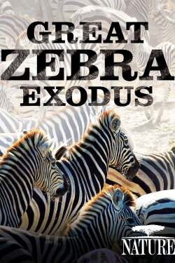 Nature: Great Zebra Exodus (2013) Nature: Great Zebra Exodus (2013)