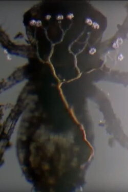 Necrobiopsi (2021)