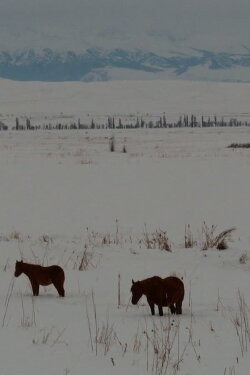 Neither on the Mountain, nor in the Field (2023) Neither on the Mountain, nor in the Field (2023)