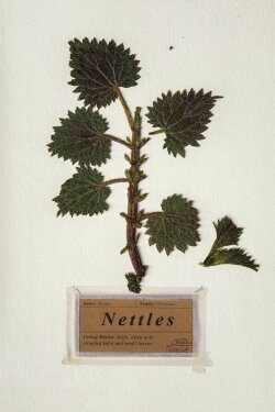 Nettles (2018)