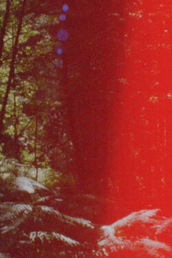 Newsreel 670 – Red Forests (2022)