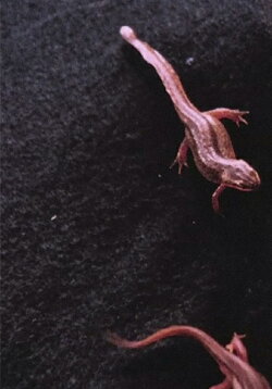 Newt Pauses (2016)