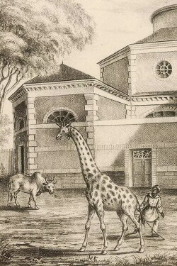 Night Falls on the Menagerie (2010) Night Falls on the Menagerie (2010)