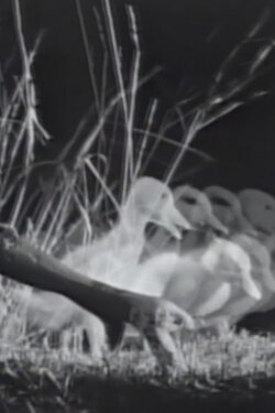 Night on the Riverbank (2019) Night on the Riverbank (2019)