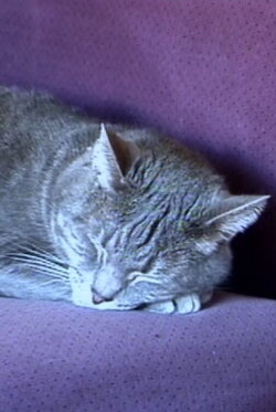 Nine Lives (The Eternal Moment of Now) (2001) Nine Lives (The Eternal Moment of Now) (2001)