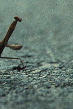 No, I Am Not a Toad, I Am a Turtle! (2012)