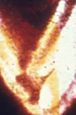 Nodes (1981)