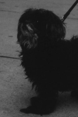 Norman (2018)