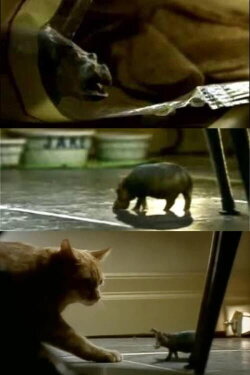 North American House Hippo (1999) North American House Hippo (1999)