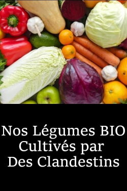 Nos Légumes BIO Cultivés par  Des Clandestins (2021)