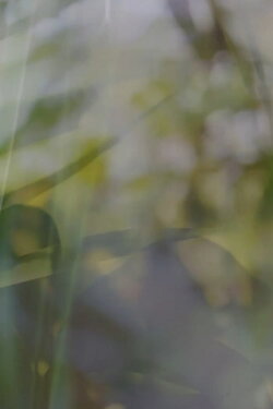 Nostalgic Repetitions: Alson's Garden, Part One (2021) Nostalgic Repetitions: Alson's Garden, Part One (2021)