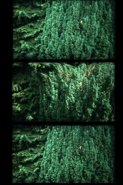 nur baum (1991)