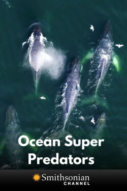 Ocean Super Predators (2021)