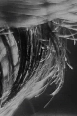 Ocular (1985) Ocular (1985)