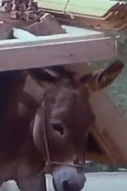 Of People & Donkeys (1978) Of People & Donkeys (1978)
