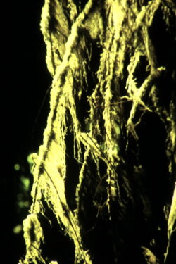 Old Growth (2014)