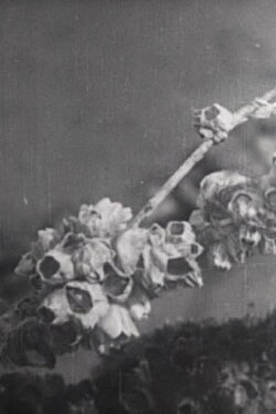 One day at the Tidelands (1940)