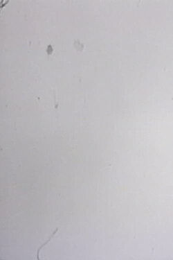 One Frame Duration (1977)